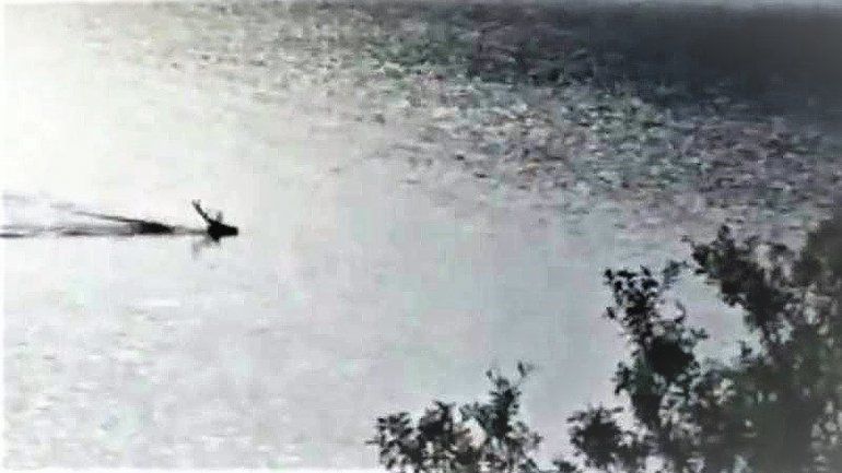 Graban a un ciervo nadando en el lago Nahuel Huapi