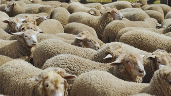 La empresa Aislana utiliza descartes de lana ovina como aislantes térmicos de alta eficiencia. Foto: INTA La empresa Aislana utiliza descartes de lana ovina como aislantes térmicos de alta eficiencia. Foto: INTA