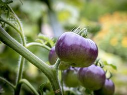 Nacido entre la investigación y el fitomejoramiento, este singular tomate conquista a los consumidores de Europa. Nacido entre la investigación y el fitomejoramiento, este singular tomate conquista a los consumidores de Europa.