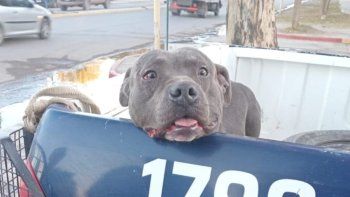 Ataque múltiple de un perro pitbull en Centenario: ¿Tendrá rabia?
