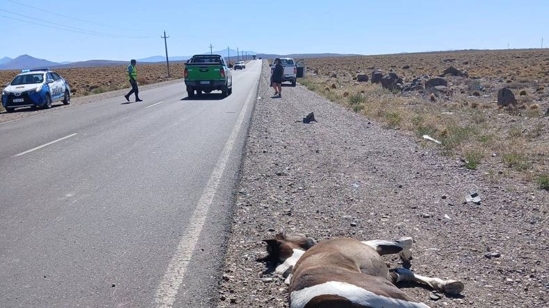 Atropellaron al caballo este viernes en el Acceso Fortabat de Zapala. | LM Neuquen Atropellaron al caballo este viernes en el Acceso Fortabat de Zapala.