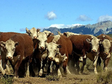 Los ganaderos patagónicos satisfechos con la medida de no flexibilizar la barrera.