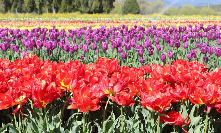 El campo de tulipanes parece de película. El campo de tulipanes parece de película.