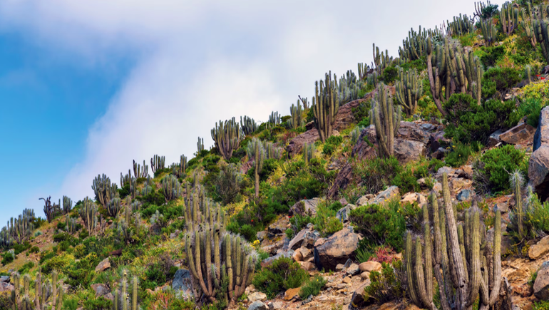 En muy contadas ocasiones, una porción del Desierto de Atacama, en Chile, se cubre de vegetación y brinda un espectáculo natural sin igual. En muy contadas ocasiones, una porción del Desierto de Atacama, en Chile, se cubre de vegetación y brinda un espectáculo natural sin igual.