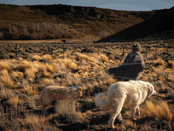 Isabel Quilaqueo, productora de ganado ovino y caprino, y Pirén, su perra protectora de ganado. Crédito: Gregorio Ibañez para WCS. Isabel Quilaqueo, productora de ganado ovino y caprino, y Pirén, su perra protectora de ganado. Crédito: Gregorio Ibañez para WCS.