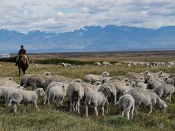 Tres establecimientos patagónicos comenaron a beneficiarse con la preventa de sus créditos de carbono.