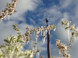 En pocos días más las plantaciones de carozo comenzarán a florecer y aparecerá el peligro de las heladas. En pocos días más las plantaciones de carozo comenzarán a florecer y aparecerá el peligro de las heladas.