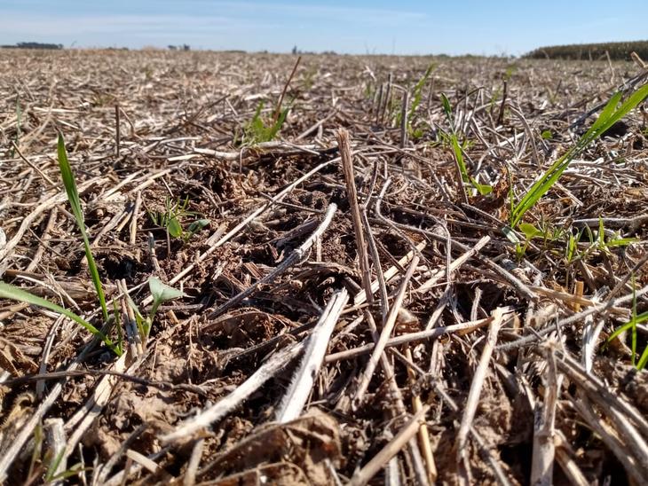 El agua es un recurso estratégico para el agro. Foto: INTA. El agua es un recurso estratégico para el agro. Foto: INTA.