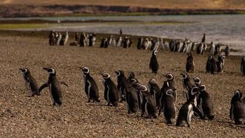 El Área Protegida de Cabo Dos Bahías, en Chubut, abrirá a partir de la cuarta semana de septiembre. El Área Protegida de Cabo Dos Bahías, en Chubut, abrirá a partir de la cuarta semana de septiembre.