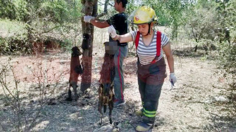 Los bomberos y algunos de los animales colgados