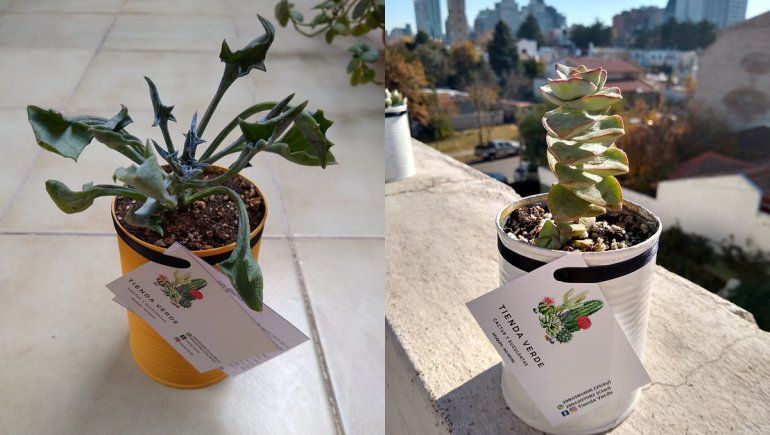 Elegir bien el lugar es clave para el bienestar de la planta. Elegir bien el lugar es clave para el bienestar de la planta.