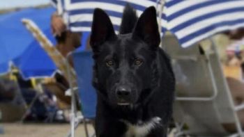 Chorizos envenenados en Chubut: imputaron a un hombre por la muerte de tres perros y va a juicio. Chorizos envenenados en Chubut: imputaron a un hombre por la muerte de tres perros y va a juicio.