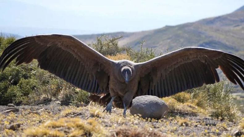 El animal fue rescatado a comienzos de año y este viernes fue liberado en su hábitat. | LM Neuquen El animal fue rescatado a comienzos de año y este viernes fue liberado en su hábitat.