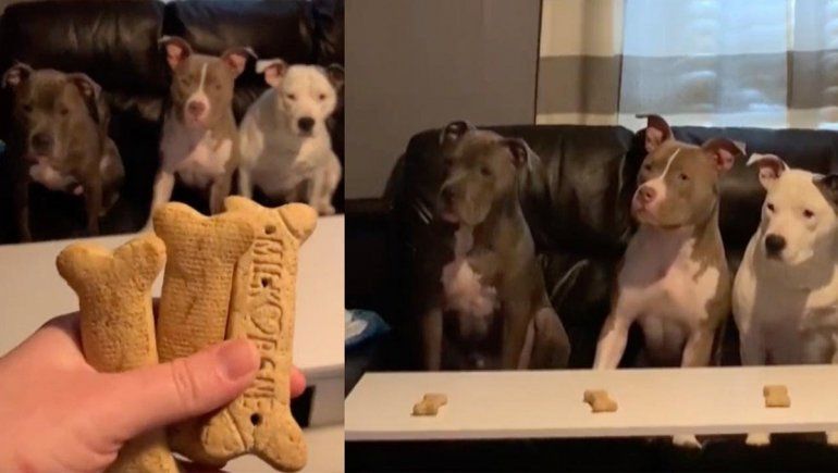 El video de estos perritos fue publicado en YouTube