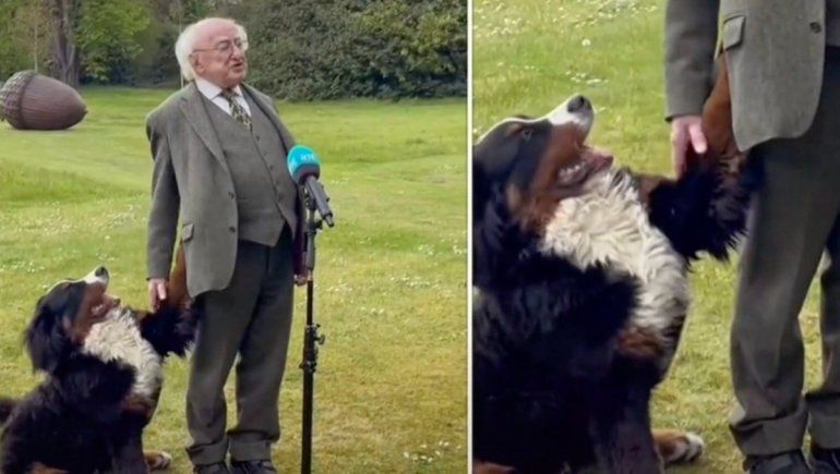 TikTok: perrito conquista a todos durante una entrevista