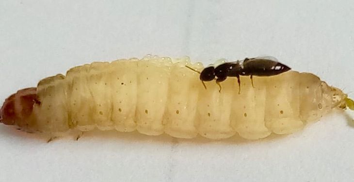 El INTA aconseja un Goniozus por cada individuo de Carpocapsa por ello es necesario tener bajas poblaciones a fin de aprovechar al máximo esta técnica. El INTA aconseja un Goniozus por cada individuo de Carpocapsa por ello es necesario tener bajas poblaciones a fin de aprovechar al máximo esta técnica.