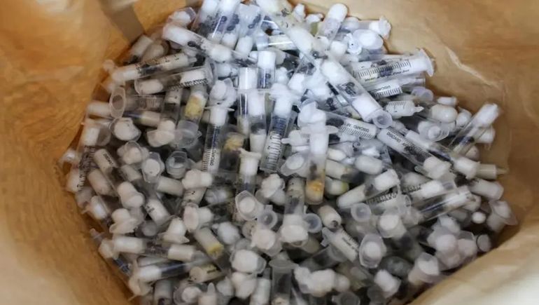 El cargamento de hormigas vivas empaquetadas para su transporte formaría parte de un circuito internacional de tráfico de especies. El cargamento de hormigas vivas empaquetadas para su transporte formaría parte de un circuito internacional de tráfico de especies.