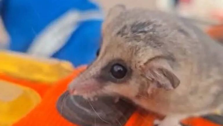 El pequeño animal fue rescatado y puesto a salvo.&nbsp;