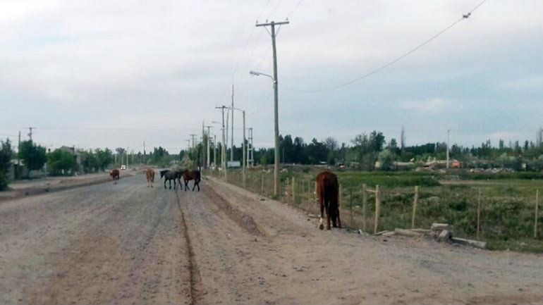 Los animales aparecieron temprano y arrasaron con los patios de varias casas.