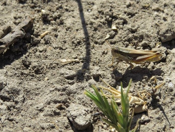 Monitoreo en mallines: Técnico inspecciona ninfas juveniles en zona húmeda, ilustrando detección temprana clave para control efectivo. Foto: Senasa Monitoreo en mallines: Técnico inspecciona ninfas juveniles en zona húmeda, ilustrando detección temprana clave para control efectivo. Foto: Senasa