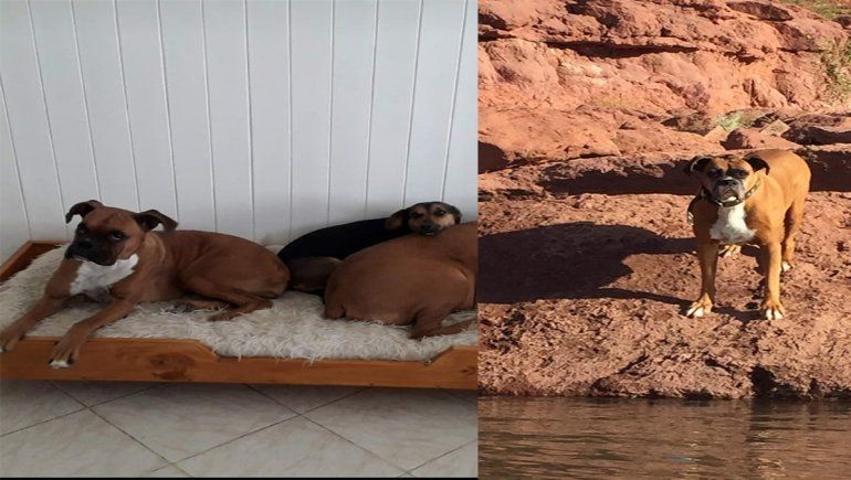 Se fueron de vacaciones y los desvalijaron: les robaron hasta las perras