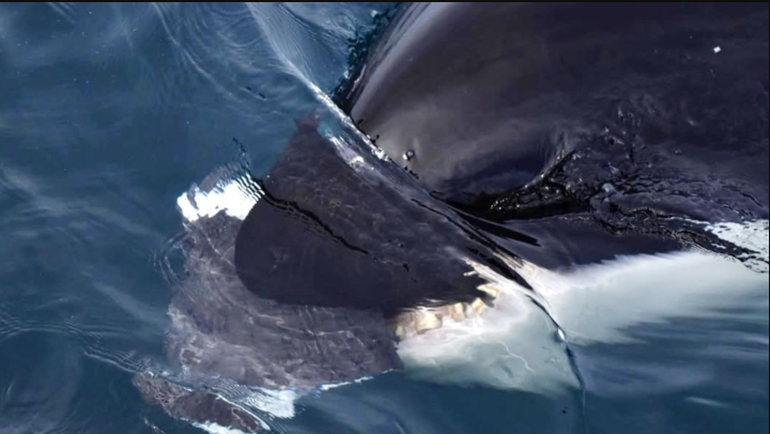Orcas en Puerto Pirámides, Chubut.