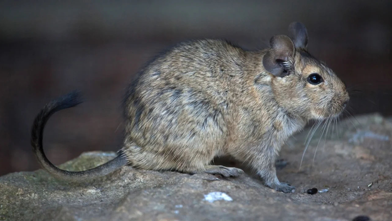 Un roedor chileno ayudaría a comprender el Alzheimer