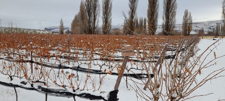 La fuerza del terroir patagónico. Foto: gentileza Viñas de Huancache. La fuerza del terroir patagónico. Foto: gentileza Viñas de Huancache.