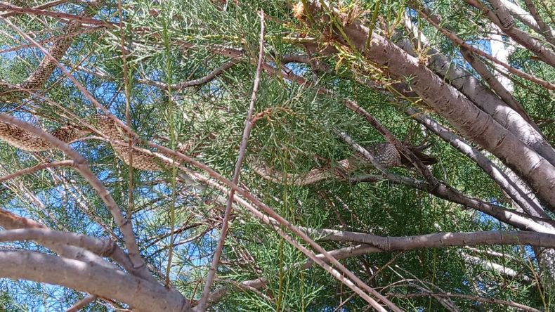 Vecinos de El Cristo aseguraron haber visto al animal. | LM Neuquen Vecinos de El Cristo aseguraron haber visto al animal.