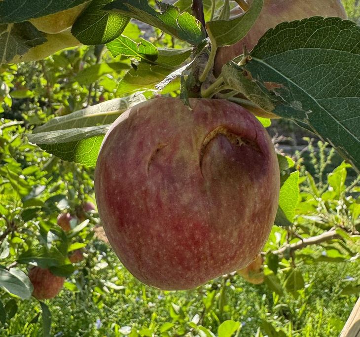 La cosecha estaba por comenzar cuando el granizo arrasó con chacras enteras.