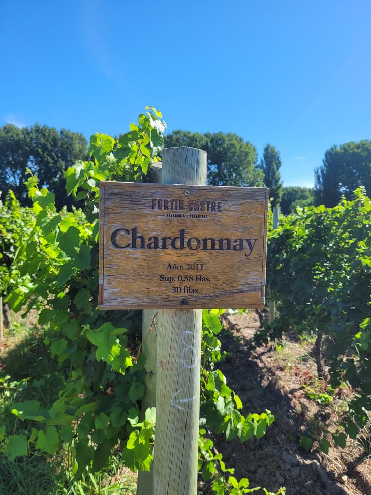 “En un principio se comenzó con Chardonnay, Pinot y Malbec. Luego se amplió a Sauvignon Blanc, Merlot y Cabernet Franc”, dijo el enólogo Mauricio López. Foto: gentileza “En un principio se comenzó con Chardonnay, Pinot y Malbec. Luego se amplió a Sauvignon Blanc, Merlot y Cabernet Franc”, dijo el enólogo Mauricio López. Foto: gentileza