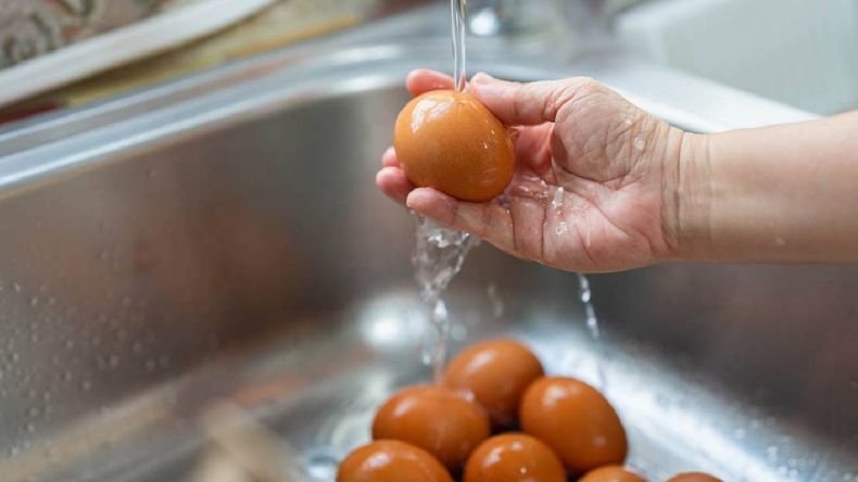 Higiene de los huevos, la recomendación de los expertos para evitar contaminación y proliferación de bacterias. | LM Neuquen Higiene de los huevos, la recomendación de los expertos para evitar contaminación y proliferación de bacterias.
