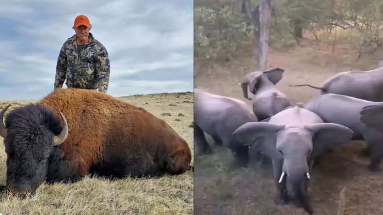 El millonario estadounidense que murió aplastado por elefantes se encontraba con un guía profesional, que también sufrió heridas. | LM Neuquen El millonario estadounidense que murió aplastado por elefantes se encontraba con un guía profesional, que también sufrió heridas.