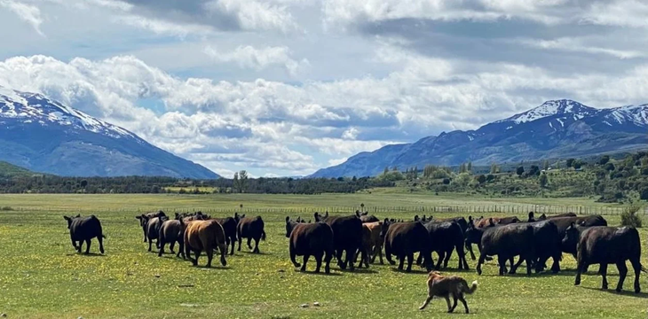 lLa carne que se produce en el norte de la Patagonia puede ser igual de competitiva en precios respecto de la que ingresa del norte de la barrera sanitaria.