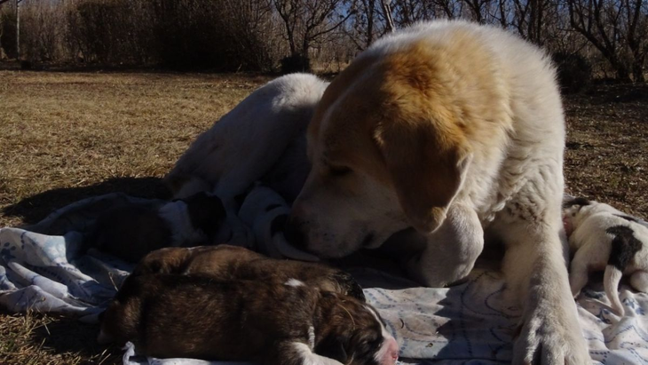 El rendimiento de un perro protector exige una alimentación balanceada con niveles proteicos estrictos. Foto: WCS El rendimiento de un perro protector exige una alimentación balanceada con niveles proteicos estrictos. Foto: WCS