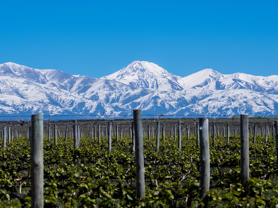 El vino argentino obtiene el mayor número de reconocimientos entre las 50 mejores bodegas del mundo. 