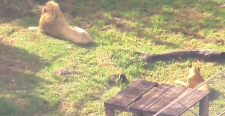 La leona proviene de una larga línea de ejemplares nacidos en cautiverio en Australia. La leona proviene de una larga línea de ejemplares nacidos en cautiverio en Australia.