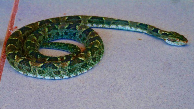 Tremendo susto: encontró una yarará en el baño de varones