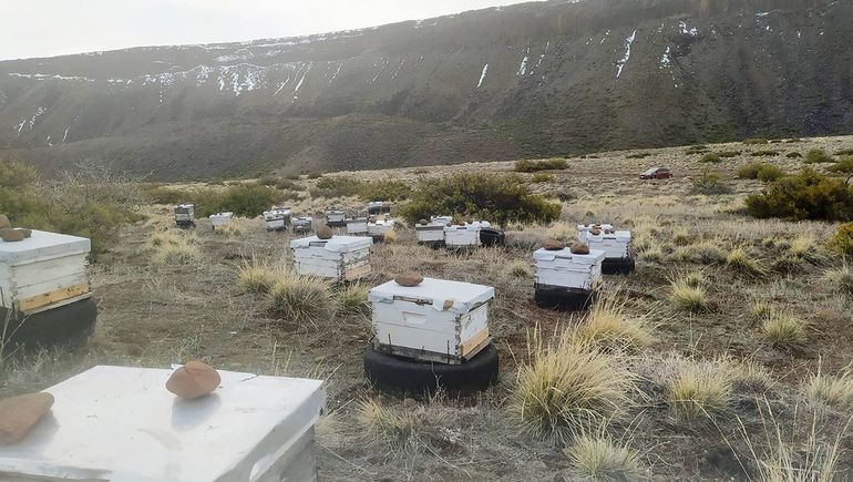 Les robaron 80 colmenas a dos productores de Las Ovejas