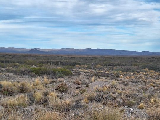 Preservar pastizales y cambiar el manejo del campo podría generar nuevos ingresos para productores patagónicos a través de la venta de créditos de carbono.