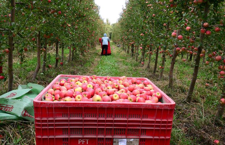 Arraigo local: El 55% de los fruticultores reside en su unidad productiva, fortaleciendo el vínculo local. Arraigo local: El 55% de los fruticultores reside en su unidad productiva, fortaleciendo el vínculo local.