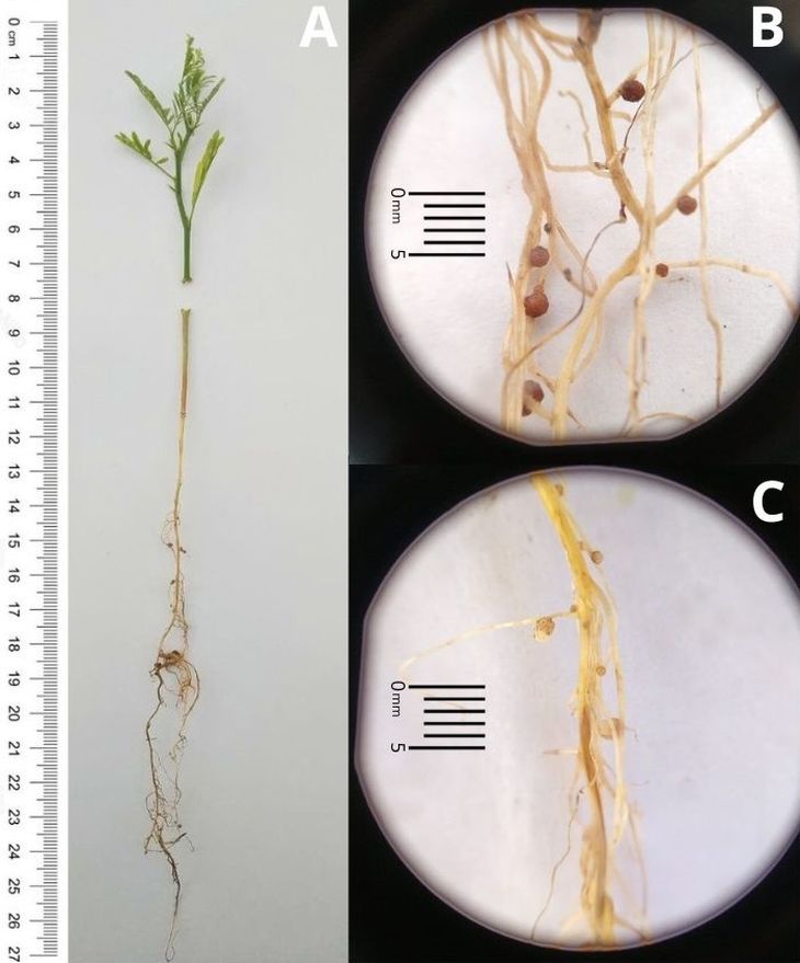 El alpataco actúa como una “isla de fertilidad”. El alpataco actúa como una “isla de fertilidad”.