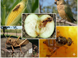 Las plagas de más difícil manejo. Foto: Gemini Las plagas de más difícil manejo. Foto: Gemini