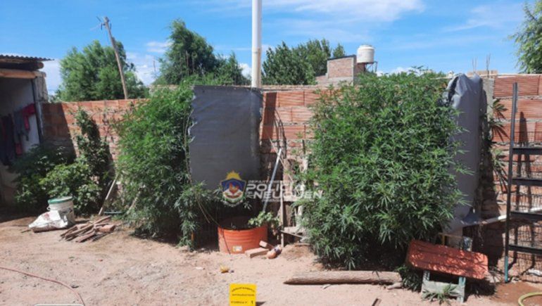 La Policía secuestró plantas de marihuana de una vivienda de Plottier.