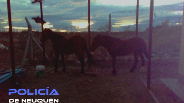 Robó dos caballos y los sacó a pasear por la Autovía Norte