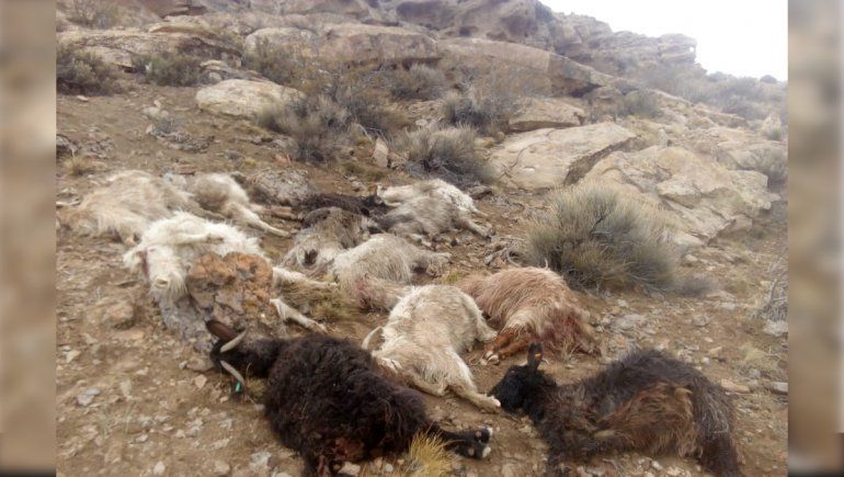 Criancero acorralado por pumas y perros: le mataron más de 55 chivas