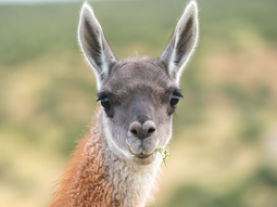 La barrera de dos metros impide el salto del guanaco y protege la receptividad del suelo regional. Foto: Santiago Cicotti, WCS Argentina. La barrera de dos metros impide el salto del guanaco y protege la receptividad del suelo regional. Foto: Santiago Cicotti, WCS Argentina.
