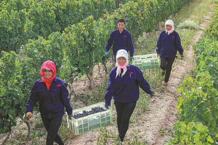 Para producir un vino de calidad que gana premios internacionales, la viticultura china asume un alto costo: el proceso de enterrar y desenterrar anualmente las cepas representa hasta el 40% del costo total en regiones extremas como Ningxia. Foto: IWSC Para producir un vino de calidad que gana premios internacionales, la viticultura china asume un alto costo: el proceso de enterrar y desenterrar anualmente las cepas representa hasta el 40% del costo total en regiones extremas como Ningxia. Foto: IWSC