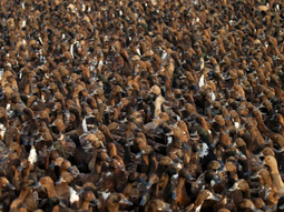 Las imágenes recuerdan a las migraciones naturales de las aves porque se mueven en bandada por instinto. Foto: Reuters Las imágenes recuerdan a las migraciones naturales de las aves porque se mueven en bandada por instinto. Foto: Reuters