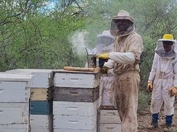 matanza de abejas amenaza con dejar sin polinizacion el alto valle
